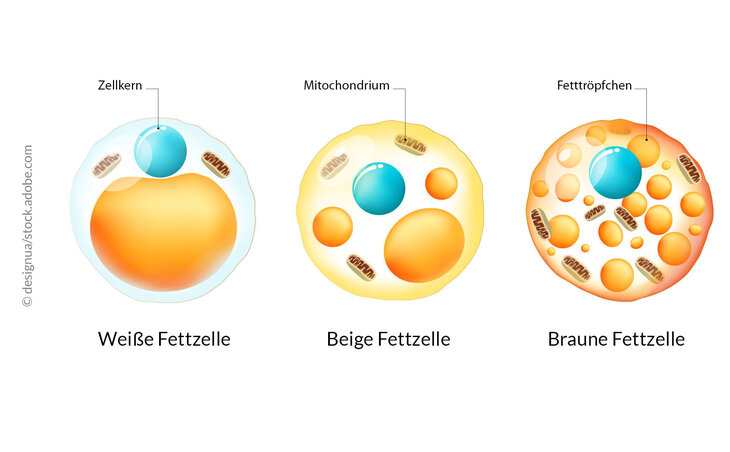 Grafische Darstellung von verschiedenen Fettzellen