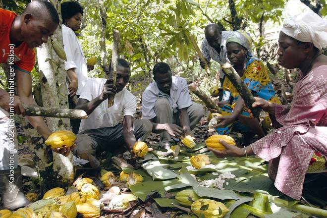 Kakaobauern beim Verarbeiten des geernteten Kakaofrüchte