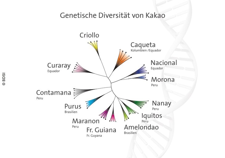 Die genetische Diversität ist weitaus größer als bislang angenommen.