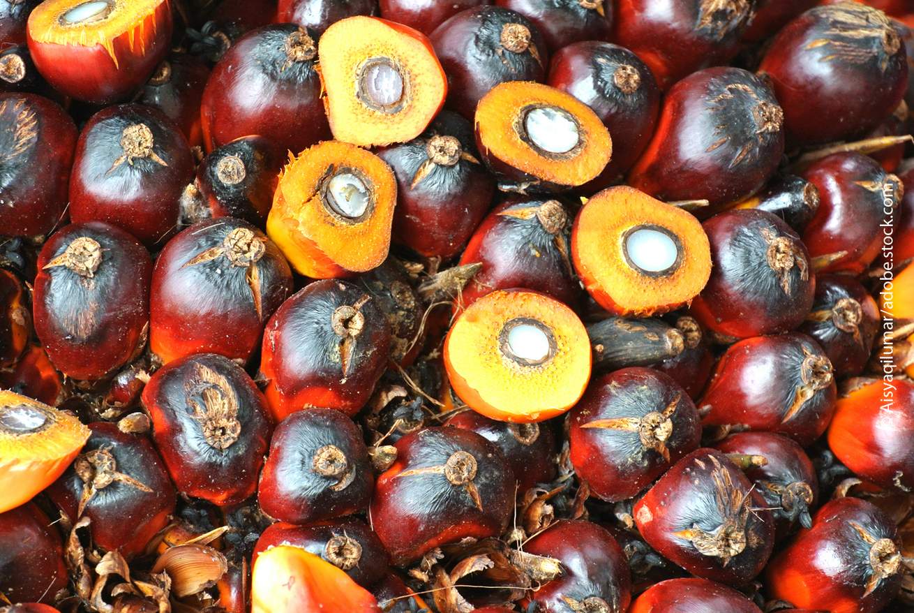 Palmöl in der Diskussion: ein Blick auf gesundheitliche Fragen