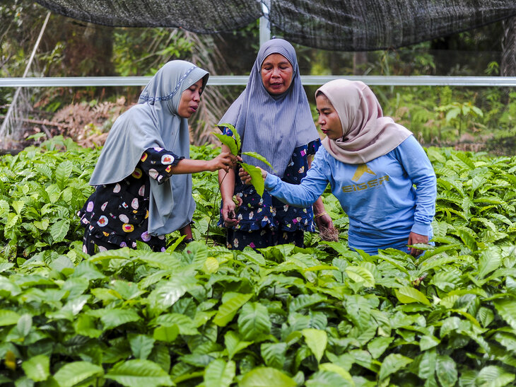 Indonesische Frauen in ihrer Baumschule