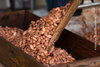 Fermentierte Kakaobohnen werden in eine Box gegeben