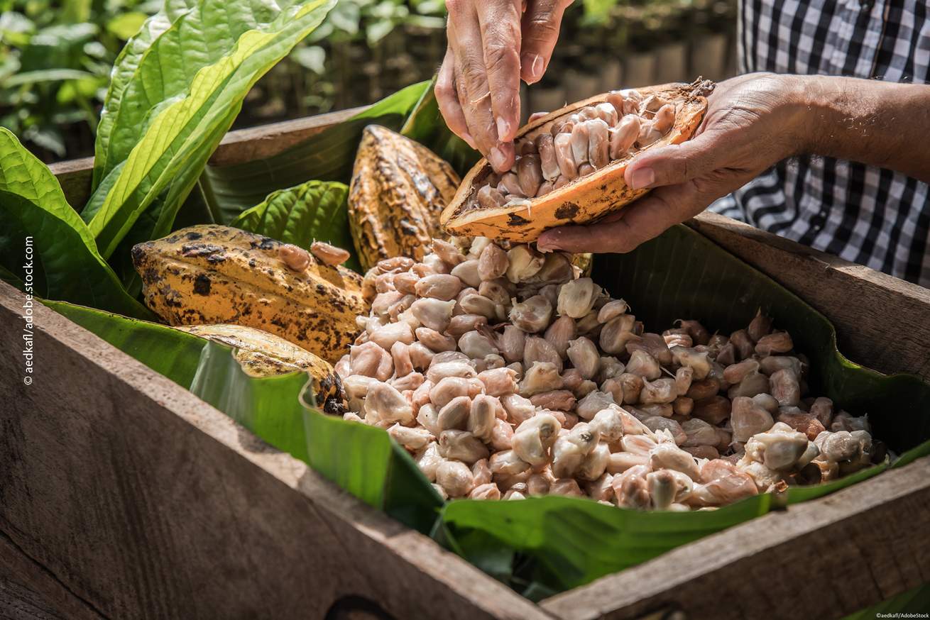 Kakaobohnen werden aus der Kakaofrucht entfernt