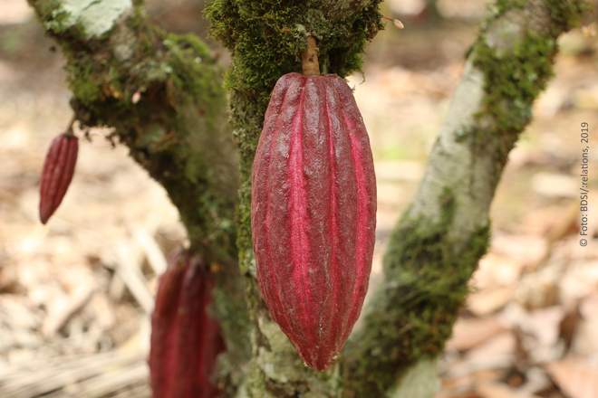 Foto zeigt eine rot gefärbte reife Kakaofrucht am Baum in Lateinamerika; Fotocredit: BDSI/:relations, 2019