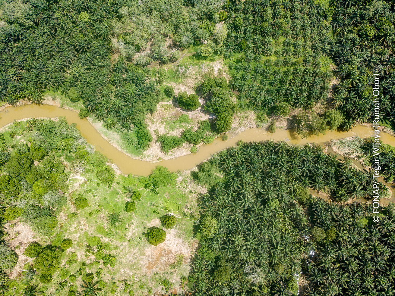 Blick auf eine grüne Palmöllandschaft in Indonesien.