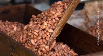Fermentierte Kakaobohnen werden in eine Box gegeben