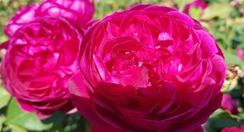 Gefüllte Rosen in voller Blüte (Symbolbild)