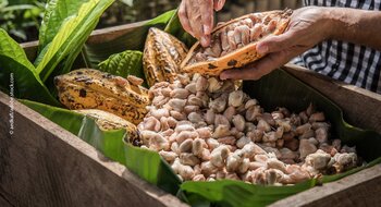 Kakaobohnen werden aus der Kakaofrucht entfernt